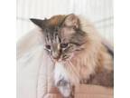 Adopt Lily Rose a Persian
