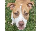 Adopt BOO a Pit Bull Terrier, Mixed Breed