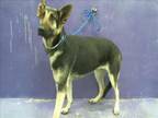 Adopt XIOMARA a German Shepherd Dog, Mixed Breed