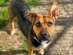 Adopt ROSIE a Black Mouth Cur, German Shepherd Dog