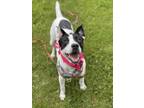 Adopt LORETTA a Border Collie, German Shorthaired Pointer