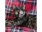 Adopt Tori a Domestic Short Hair