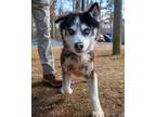 Adopt Zia a Siberian Husky