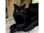 Adopt Lux a Domestic Short Hair