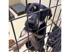 Adopt She She a Labrador Retriever, Black and Tan Coonhound