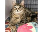 Adopt Kimi a Domestic Short Hair