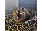 Adopt Rosie a Domestic Short Hair