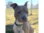 Adopt Peggy (ID 41347/489) a Pit Bull Terrier