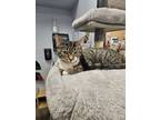 Adopt Holly a Tabby