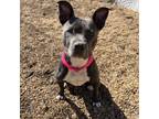 Adopt Ophelia a Pit Bull Terrier