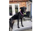 Adopt Jan - In Foster a Labrador Retriever, Greyhound