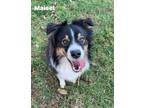 Adopt Maisel a Australian Shepherd