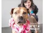 Adopt Dynasty a Pit Bull Terrier, Mixed Breed