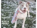 Adopt Kaycee a Pit Bull Terrier, Mixed Breed