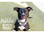 Adopt Pebbles a Boxer, Mixed Breed