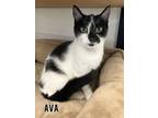 Adopt Ava a Domestic Short Hair