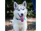 Adopt Arya (C000-050) - Chino Hills Location a Husky