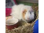 Adopt Honey a Guinea Pig