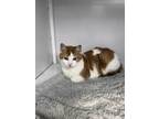 Adopt Shirley a Domestic Short Hair