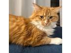 Adopt Halifax a Domestic Long Hair