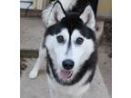 Adopt Harley a Husky