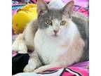 Adopt Allegra a Domestic Short Hair