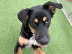 Adopt LUCY a Rottweiler, Mixed Breed