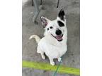 Adopt Dr. Lunchlady a Australian Cattle Dog / Blue Heeler