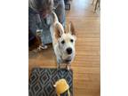 Adopt Lindy a Husky, Fox Terrier