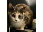 Adopt Latte a Calico