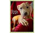 Adopt Rose and Sophia a Pit Bull Terrier