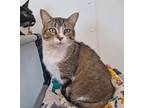 Adopt Kit a Domestic Short Hair, Tabby