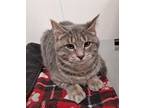 Adopt Twisted Peppermint a Domestic Short Hair, Tabby