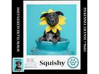 Adopt Squishy (Caryn's Monsters Inc Pups) 012724 a Cattle Dog