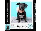 Adopt Squishy (Caryn's Monsters Inc Pups) 012724 a Dachshund, Labrador Retriever