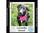 Adopt Cornelia Street (TLC's Version) 022424 a Labrador Retriever