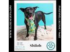 Adopt Shiloh 022424 a Labrador Retriever, Pit Bull Terrier