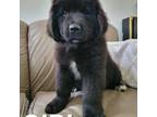 Newfoundland Puppy for sale in Newmanstown, PA, USA