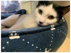 Adopt Jeanette a Domestic Short Hair
