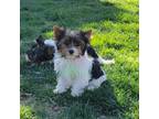 Biewer Terrier Puppy for sale in Wichita, KS, USA