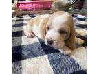 Basset Hound Puppy for sale in Muncie, IN, USA
