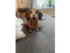 Adopt Penelope2 a Dachshund