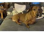 Adopt Daisy11 a Dachshund