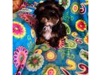 Havanese Puppy for sale in Columbus, OH, USA