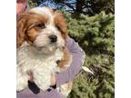 Cavalier King Charles Spaniel Puppy for sale in Lorimor, IA, USA