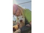 Adopt Piglet a American Staffordshire Terrier