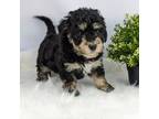 Mutt Puppy for sale in Millersburg, OH, USA