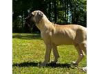 Great Dane Puppy for sale in Phenix City, AL, USA