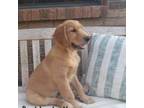 Golden Retriever Puppy for sale in Pace, FL, USA