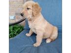 Golden Retriever Puppy for sale in Pace, FL, USA